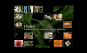 The Vaults of Erowid - Screenshot
